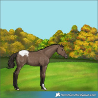 Horse Color:Liver Red Dun Appaloosa Brindle