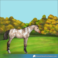 Horse Color:White Spotted Bay Dun
