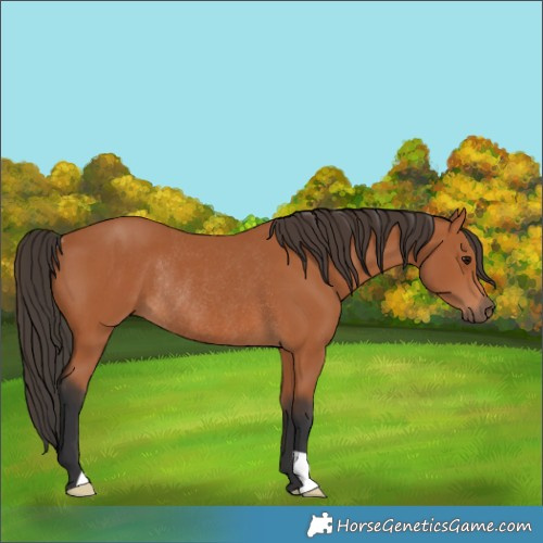 Horse Color:Bay Rabicano