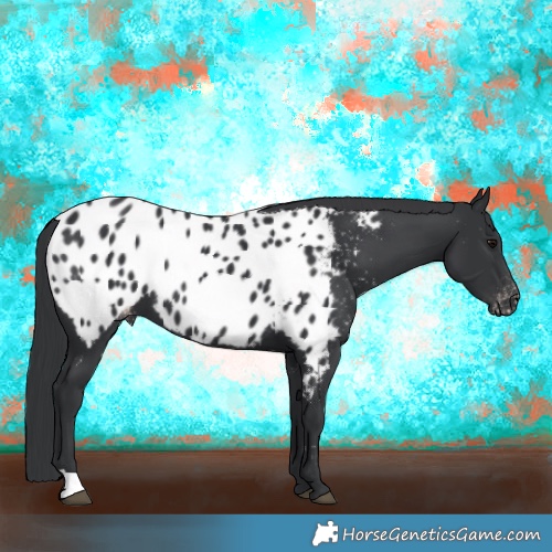 Horse Color:Black Appaloosa