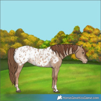 Horse Color:Red Dun Appaloosa  and Red Dun Appaloosa Rabicano 