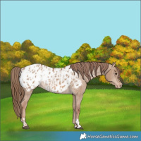 Horse Color:Red Dun Blanket  and Red Dun Blanket Rabicano 