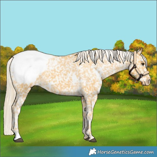 Horse Color:White Spotted Palomino Appaloosa 