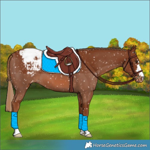 Horse Color:Chestnut Appaloosa 