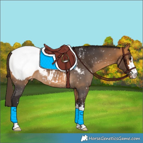 Horse Color:Buckskin Appaloosa 