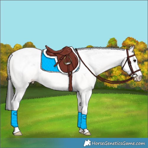 Horse Color:Black Sabino Appaloosa