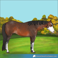 Horse Color:Brown Sabino