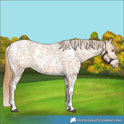 Horse Color:White Spotted Bay Pearl Appaloosa 