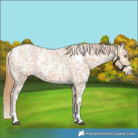 Horse Color:White Spotted Bay Pearl Appaloosa