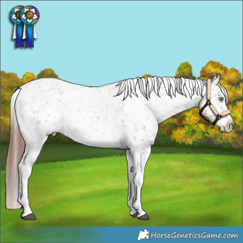 Horse Color:White Spotted Bay Dun Appaloosa 