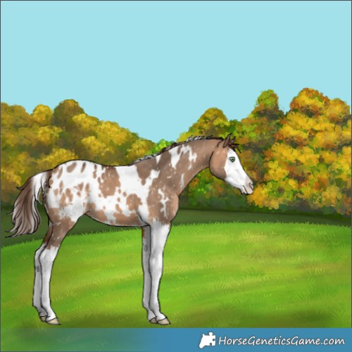 Horse Color:White Spotted Bay Dun Sabino Splash Appaloosa