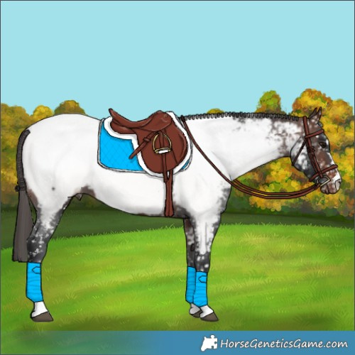 Horse Color:Brown Appaloosa 