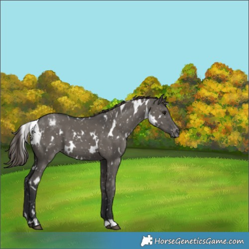 Horse Color:White Spotted Grullo Appaloosa 