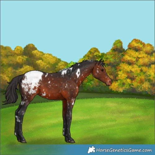 Horse Color:White Spotted Brown Appaloosa 