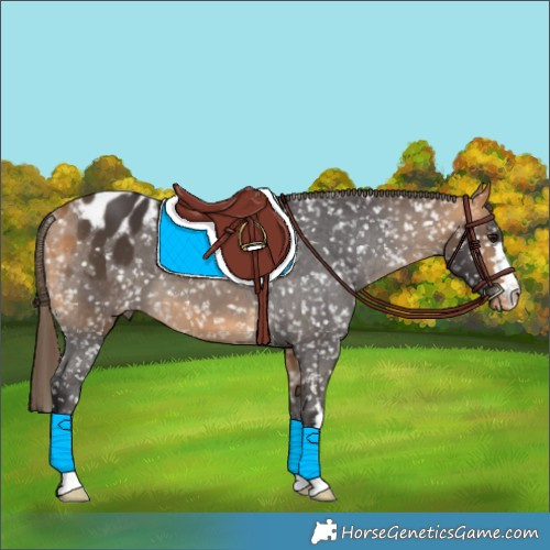 Horse Color:Buckskin Appaloosa 
