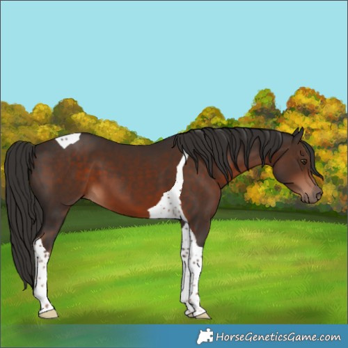 Horse Color:Liver Chestnut Tobiano 