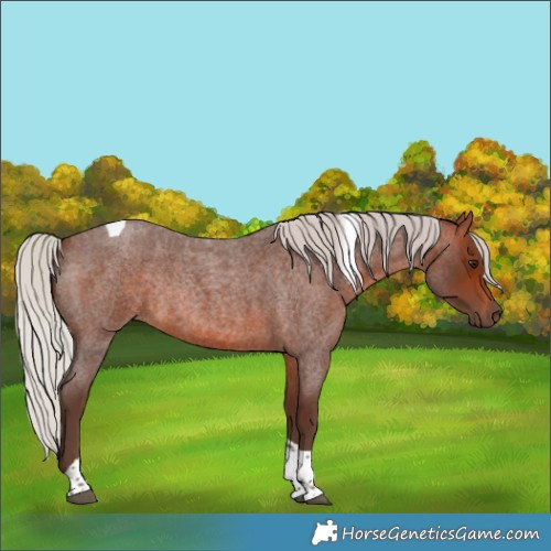 Horse Color:Silver Brown Roan Tobiano Rabicano 