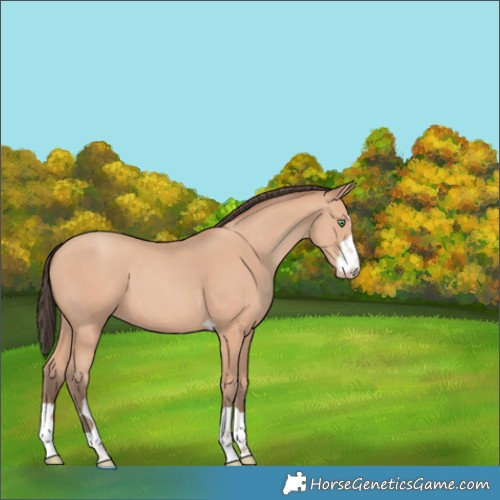 Horse Color:Amber Champagne 