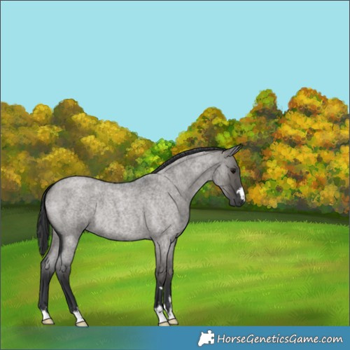 Horse Color:Grullo Roan Rabicano
