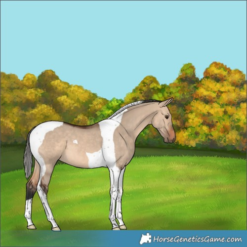 Horse Color:Bay Dun Tobiano