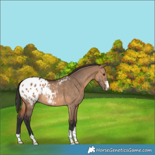 Horse Color:Brown Dun Appaloosa 