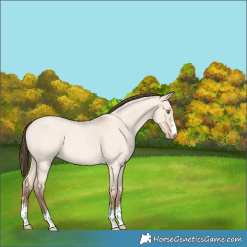Horse Color:Amber Champagne Roan Dun