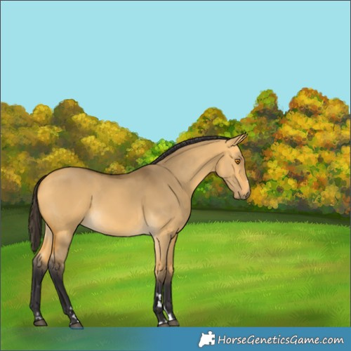 Horse Color:Buckskin Dun