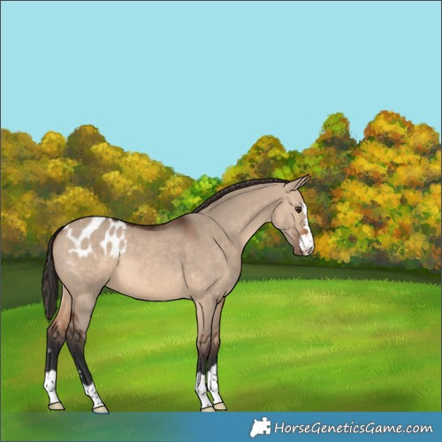 Horse Color:Brown Dun Appaloosa