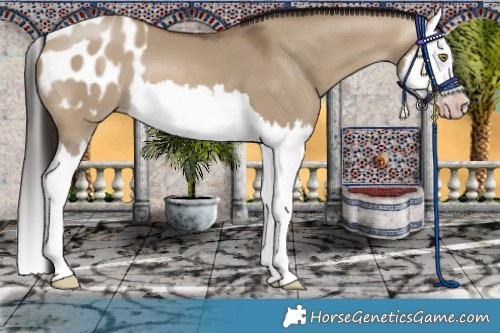 Horse Color:Gray Sable Champagne Dun Splash Appaloosa 