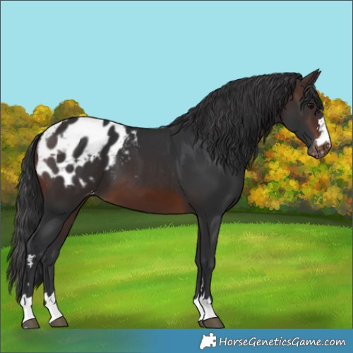 Horse Color:Brown Appaloosa 
