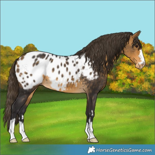 Horse Color:Buckskin Appaloosa 