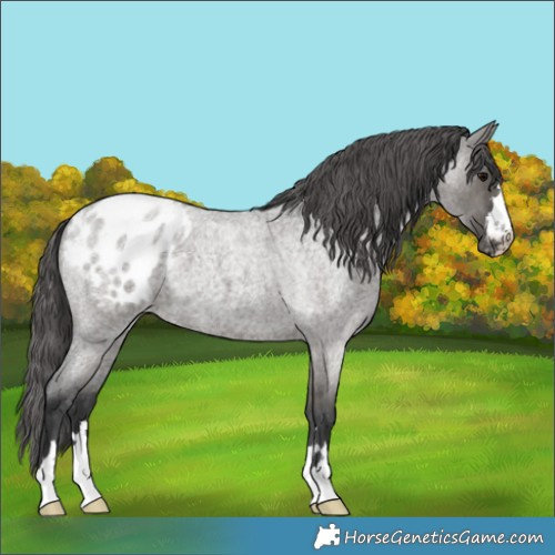 Horse Color:Grullo Roan Appaloosa 