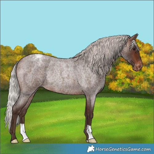 Horse Color:Silver Brown Roan Appaloosa Rabicano 