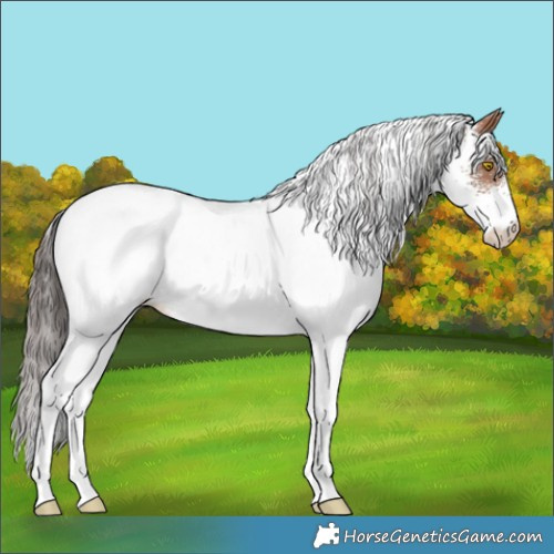 Horse Color:White Spotted Sable Champagne Appaloosa Rabicano 
