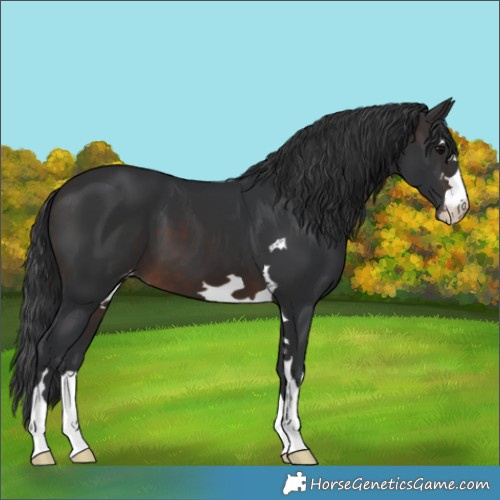 Horse Color:Brown Appaloosa 