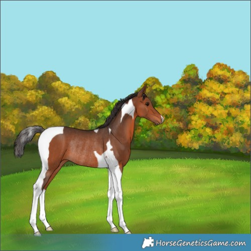 Horse Color:Bay Tobiano Rabicano