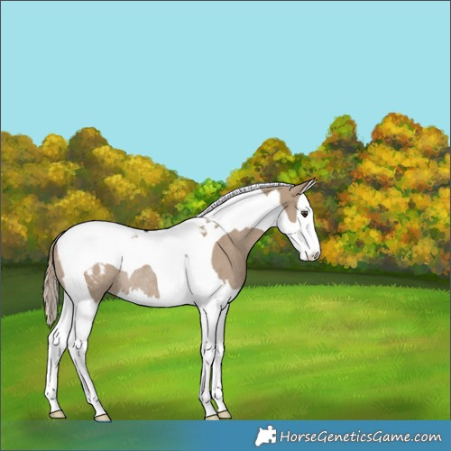 Horse Color:Liver Red Dun Splash Tobiano Appaloosa Rabicano 