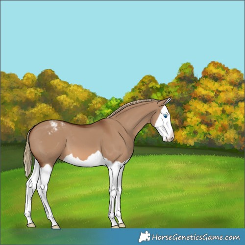 Horse Color:Red Dun Splash Appaloosa 