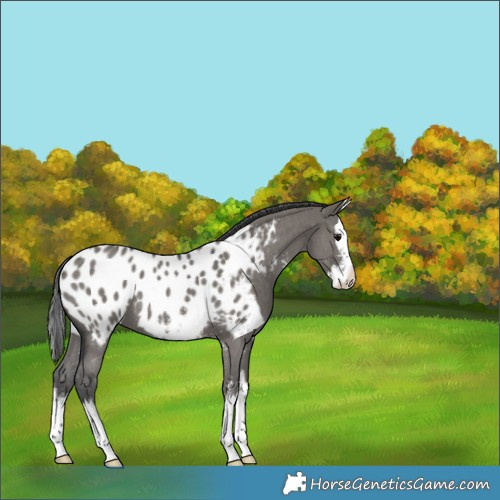 Horse Color:Grullo Sabino Splash Appaloosa 