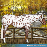 Horse Color:Chocolate Silver Brown Near Leopard 