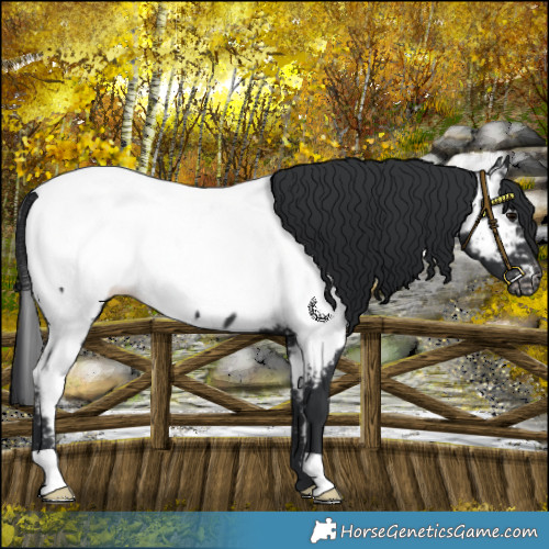 Horse Color:Black Appaloosa