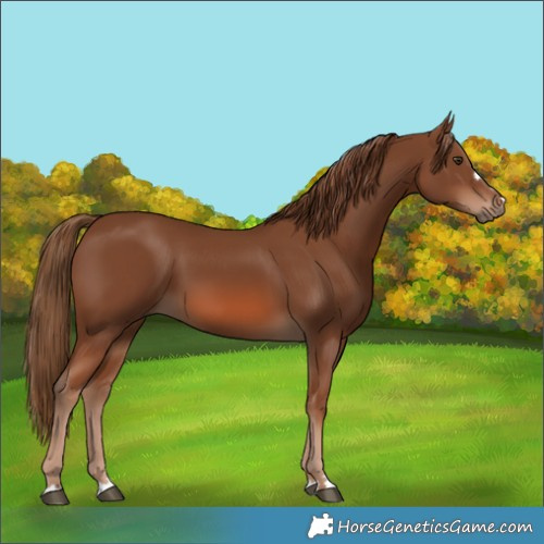 Horse Color:Chestnut 