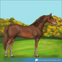 Horse Color:Chestnut 