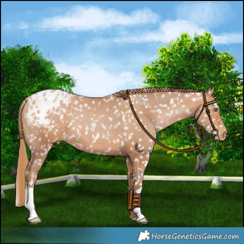 Horse Color:Bay Pearl Blanket 