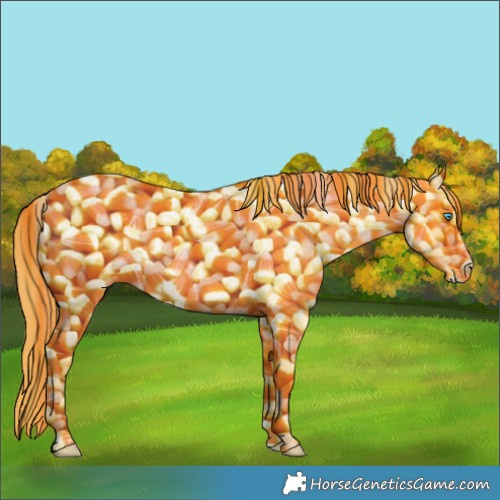 Horse Color:Buckskin Roan Pearl and Buckskin Roan Pearl Splash