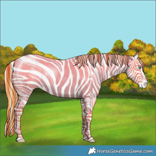 Horse Color:Buckskin Roan Pearl and Buckskin Roan Pearl Splash