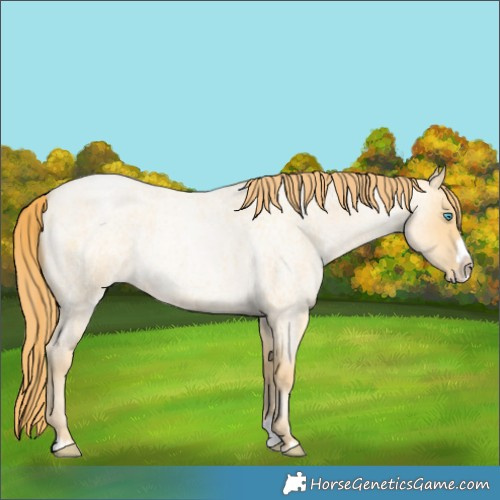 Horse Color:Buckskin Roan Pearl  and Buckskin Roan Pearl Splash 