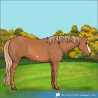 Horse Color:Chestnut Frame