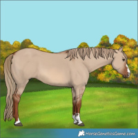 Horse Color:Red Dun 