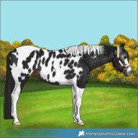 Horse Color:Gray Brown Tobiano Near Leopard
